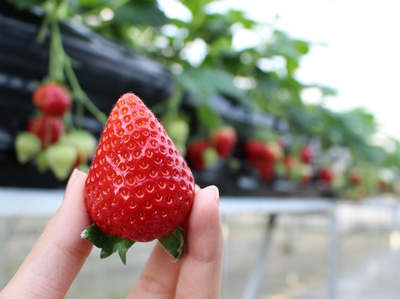 いちご 滋賀県産いちご「紅ほっぺ」3Lサイズ 約250g×2パック: 近江の味